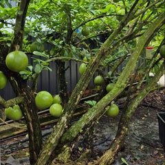 Ipoh Tambun Pomelo Tea