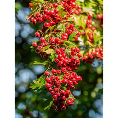 GBT Pro Heart Tea (Hawthorn/Ginger/Organic Molasses)