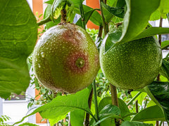 Concentrated Passion Fruit Juice