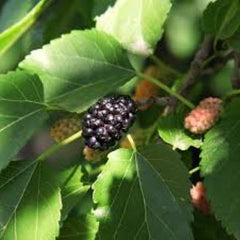 Gbt Mulberry Leaf Tea Mulberry Sugar Reduction Tea