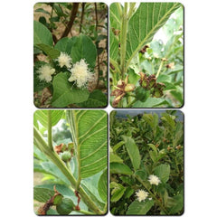 TEATICS Guava Leaf Tea