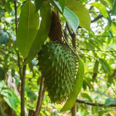 Concentrated Soursop Fruit Juice