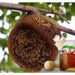 GBT Mountain Wild Honey