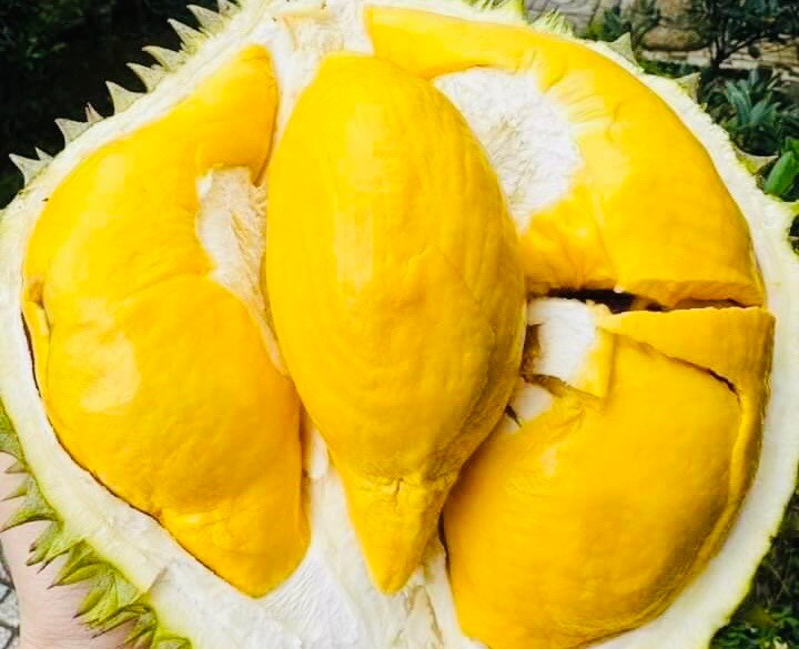 Yee Kong Ipoh 4 in1 Musang King Durian White Coffee