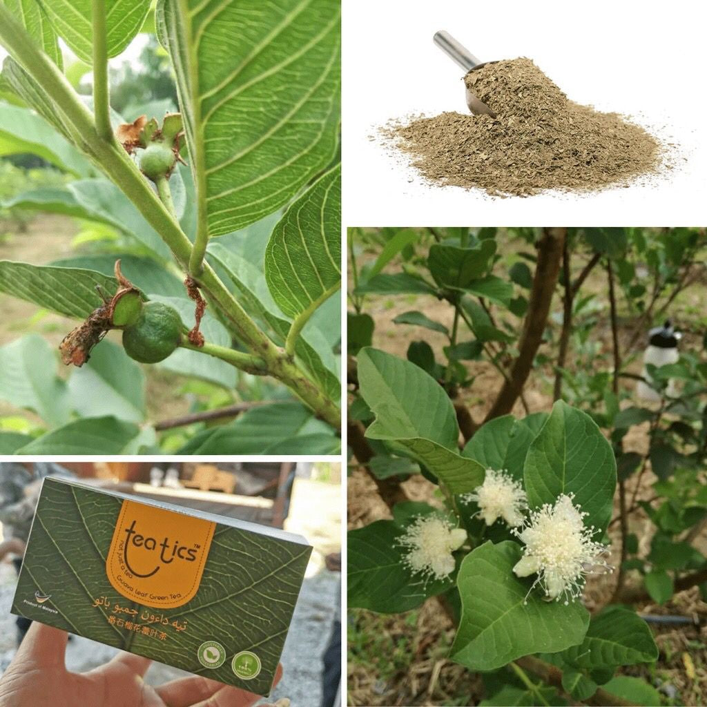 TEATICS Guava Leaf Tea
